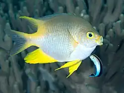 Attended by a bluestreak cleaner wrasse