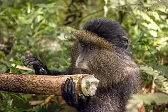 Eating bamboo