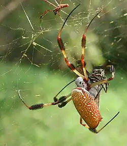 T. clavipes