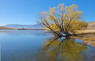 Lake McGregor with willow tree on the lake shore