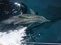 Atlantic bottlenose dolphin near the island