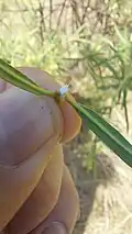 Gomphocarpus fruticosus latex sap
