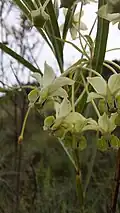 Gomphocarpus fruticosus open flower