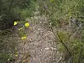 In the Gibraltar Range National Park