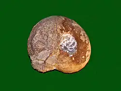 Goniatites bohemicus from Bavaria