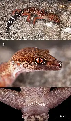 Species specimen