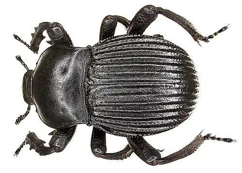 Gonopus tibialis