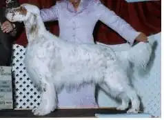 Coat white with orange flecks
