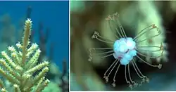 Gorgonian with reproductive stage, Caribbean Sea at Cabrits National Park, Dominica