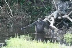 A western lowland gorilla walking upright through water, using a branch as a walking stick