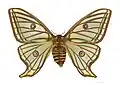 Female - dorsal side