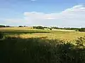 Grain field in Kapoly