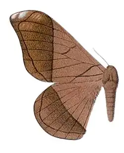 Illustration of Grammopelta