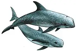 Grampus griseus