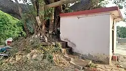 The sacred grand Pipar Gachhi (Pipal tree) in the premises