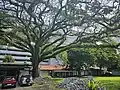 Old trees line the back of the shamusho. The large tree that once towered over the shrine area fell on 8 May 2025.[59]