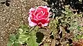 Rosa 'Dean Collins', Lammerts 1953.