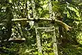 Grandon Creek trail