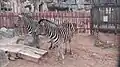 A pair of plains zebras on the 24 December 2015