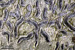 The lichen, Graphis scripta, Jones County, Georgia, USA