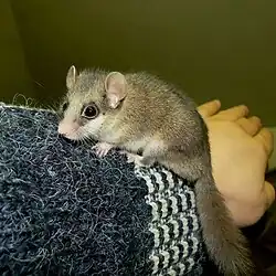 Brown and white dormouse