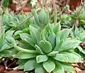 A single Graptopetalum macdougallii