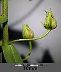 Fruit stalks