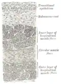 Vertical section of bladder wall