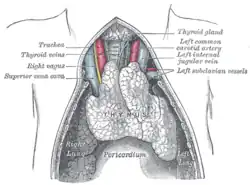 The thymus of a full-term fetus, exposed in situ.
