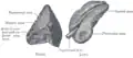 Suprarenal glands viewed from the front