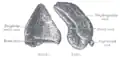 Suprarenal glands viewed from behind