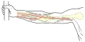 Front of right upper extremity, showing surface markings for bones, arteries, and nerves