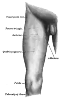 Front and medial aspect of right thigh.