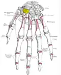 Trapezoid shown in yellow. Left hand. Dorsal surface.