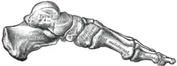 Skeleton of foot. Medial aspect.