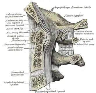 Median sagittal section through the occipital bone and first three cervical vertebra