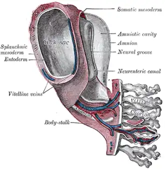 Model of human embryo 1.3&nbsp;mm. long.