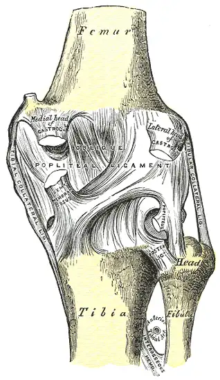 Posterior view of the right knee-joint.