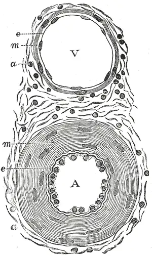 Transverse section through a small artery and vein of the mucous membrane of the epiglottis of a child. (Tunica adventitia is at 'a'.)