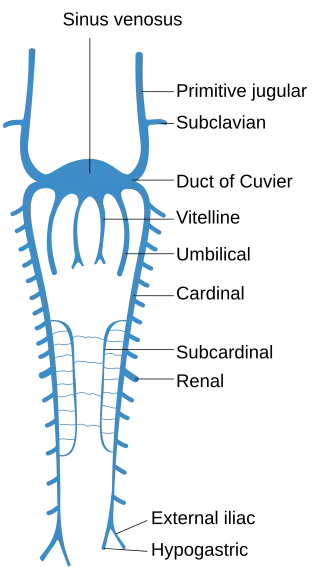 Scheme of arrangement of parietal veins.