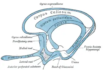 Scheme of rhinencephalon. (Uncus labeled at bottom right.)