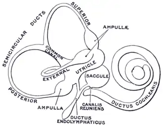 The membranous labyrinth.