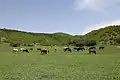 Grazing animals in Debet village