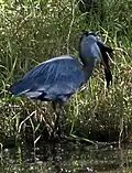 Image 8A Great blue heron at Alafia River State Park