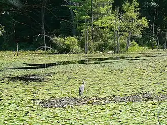 Pond