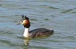 Great crested grebe, Castelló d'Empúries, Catalonia