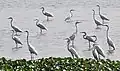 Flock at Kolkata, West Bengal, India