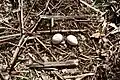 Eggs from a nest near El Copey de Dota, Costa Rica