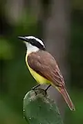 Pitangus sulphuratus guatimalensis, Costa Rica