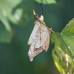 H. g. glaucippe, mating